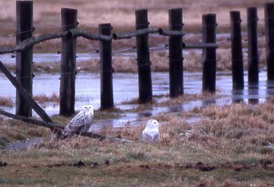 Rare birds in Sweden