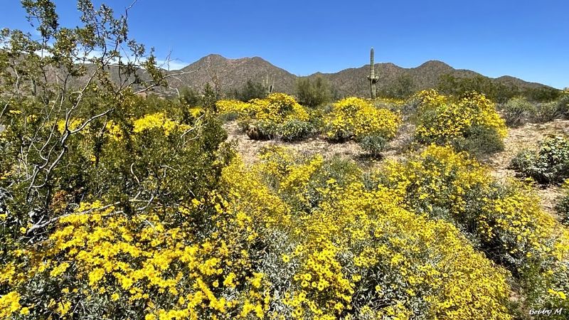 Desert wildflowers