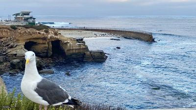 La Jolla Cove Beach