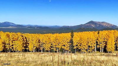 Aspen Loop Trail