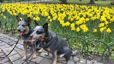 Happy day of spring