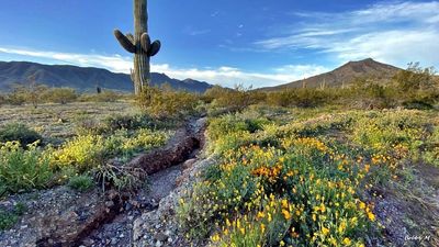 Desert in spring