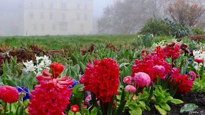 April flowers