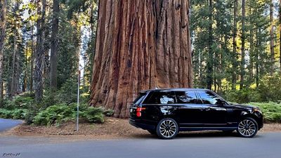 Big tree and auto
