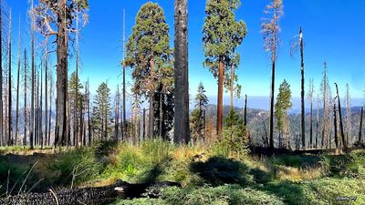 Sequoia's burn scars