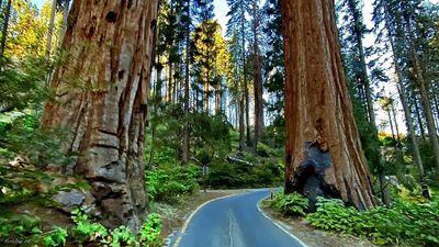 Entering Giant Forest