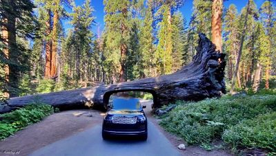 Fallen tree tunnel