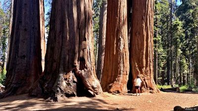 Walking among giants
