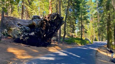 Root ball of fallen tree