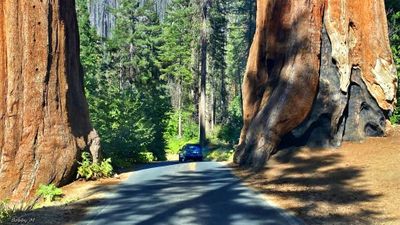 Giant Forest auto tour