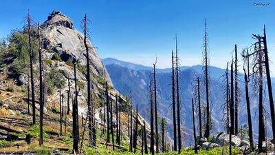 Burned forest hike