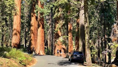 Giant Forest auto tour