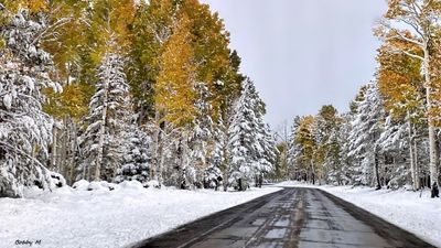 Colors along Snow Bowl Rd