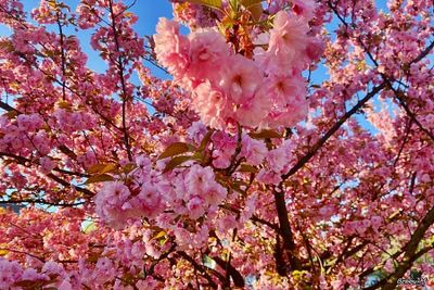 SPRING awakening
