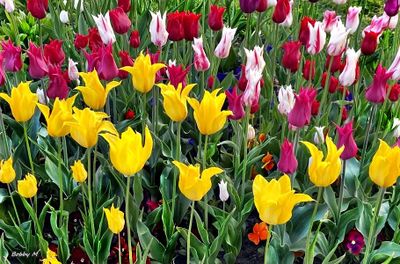 SPRING awakening
