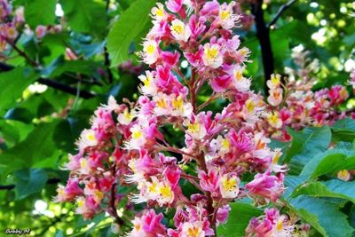 SPRING awakening