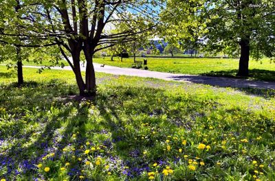 SPRING awakening