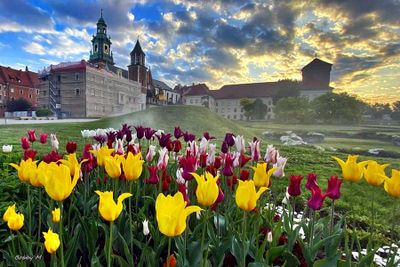 SPRING awakening