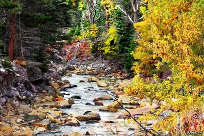 AUTUMN - the year's loveliest smile