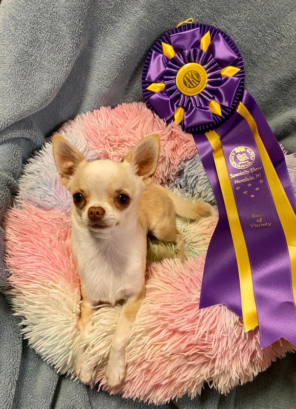 BOV Cooper Chihuahua Club of Hawaii 2023 specialty