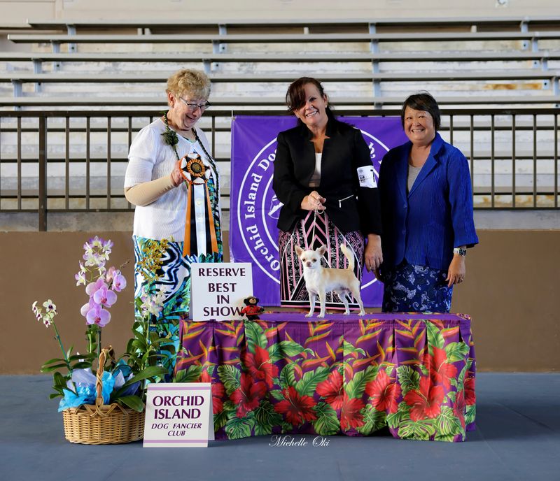 RBIS Cooper at Orchid Island Dog Fanciers Association Sunday AM show
