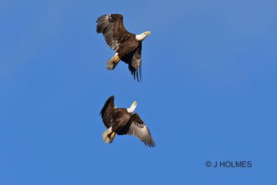 D85_2550 copy.jpg