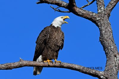 D85_2672 copy.jpg