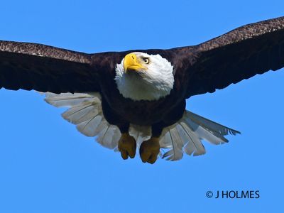 D85_3138 CROP.jpg
