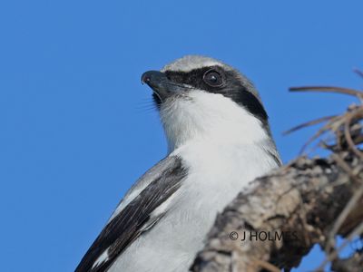 Z9H_9920 copy.jpg