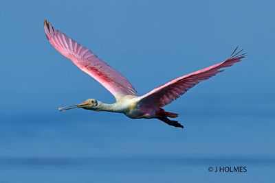 Z9H_4638 copy.jpg
