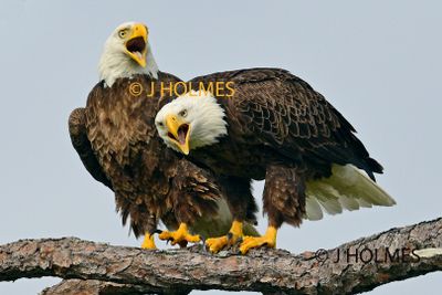 Z9H_4427 copy 2.jpg