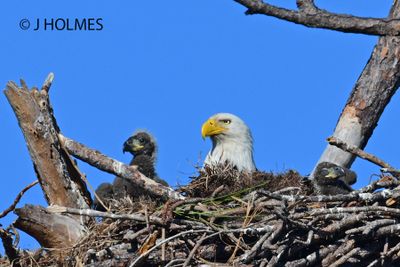 TRIPLETS 0361.jpg
