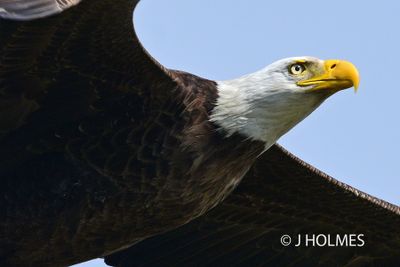 EAGLES 2025 HATCH