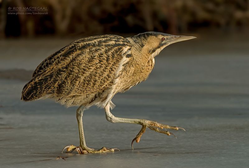 Roerdomp - Bittern - Botaurus stellaris
