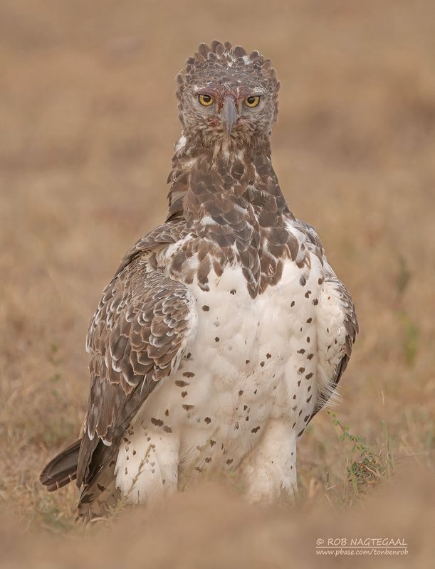 Vecht Arend - Martial Eagle - Polemaetus bellicosus