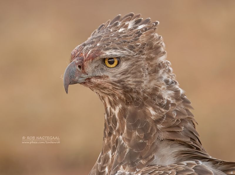 Vecht Arend - Martial Eagle - Polemaetus bellicosus