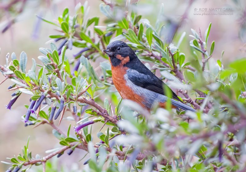 Zwartkeel-berghoningkruiper - Black-throated Flowerpiercer - Diglossa brunneiventris
