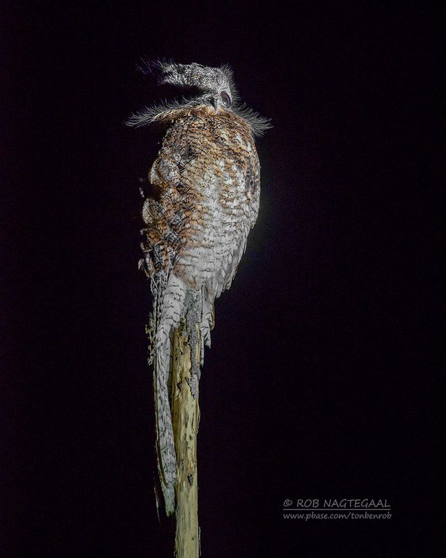 Vale reuzennachtzwaluw - Great potoo - Nyctibius grandis
