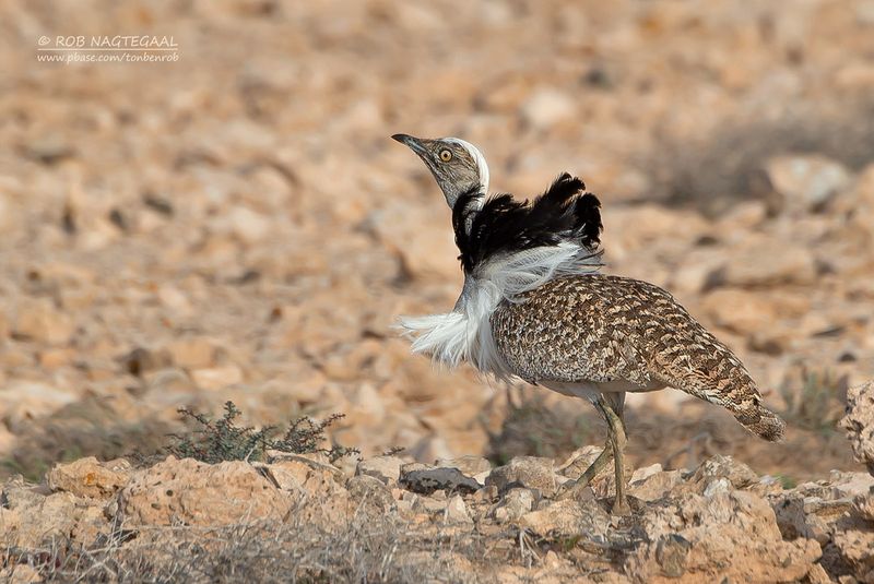 Westelijke Kraagtrap - Houbara Bustard - Chlamydotis undulata fuerteventura