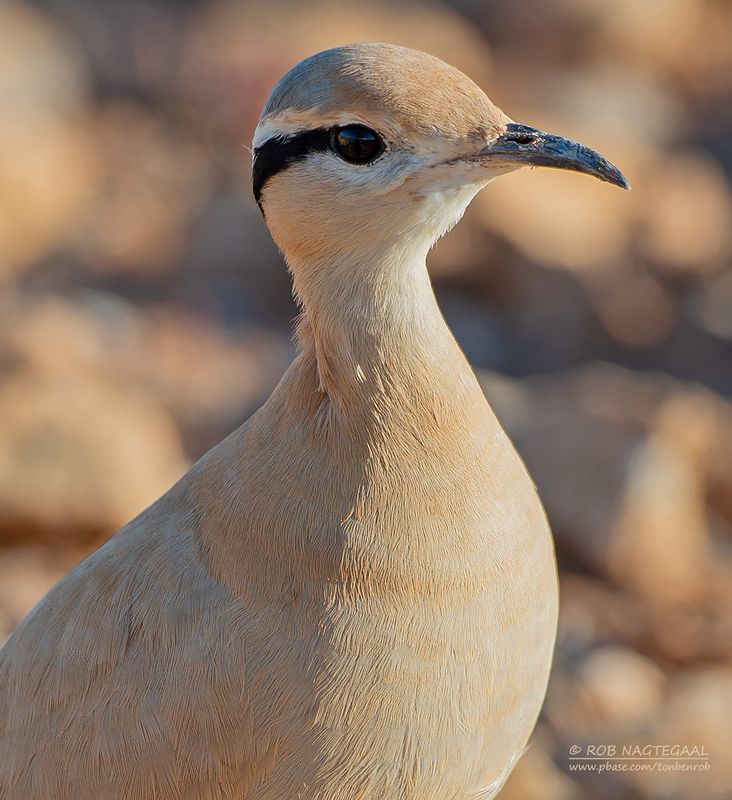 Renvogel - Cream-colored Courser - Cursorius cursor cursor