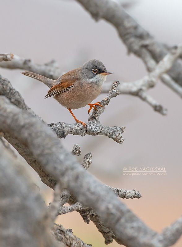 Brilgrasmus - Spectacled Warbler - Sylvia conspicillata orbitalis