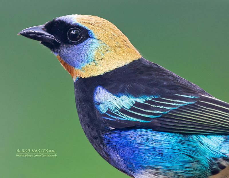Purpermasker tangara - Golden-hooded Tanager - Tangara larvata
