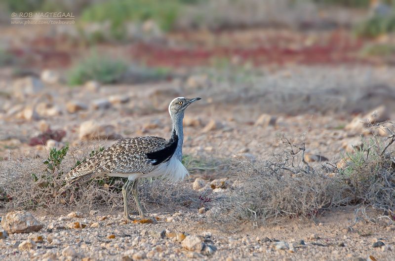 Westelijke Kraagtrap - Houbara Bustard - Chlamydotis undulata fuerteventura