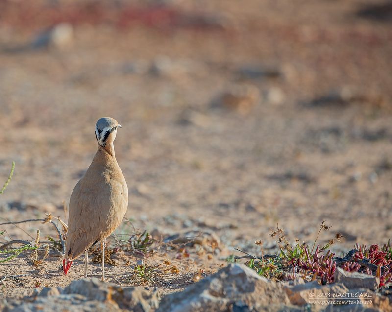 Renvogel - Cream-colored Courser - Cursorius cursor cursor