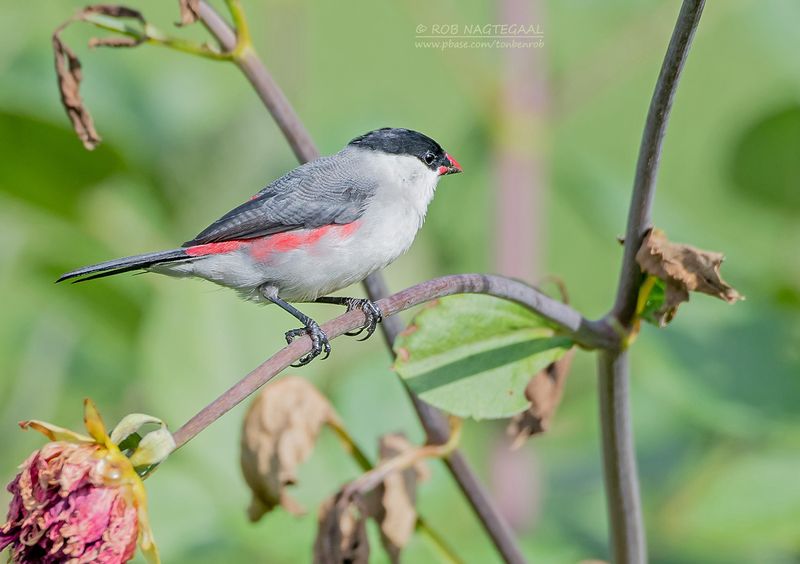 Nonastrild - Black-crowned waxbill - Estrilda nonnula