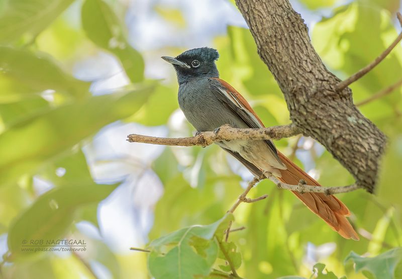 Afrikaanse paradijsmonarch - African Paradise Flycatcher - Terpsiphone viridis