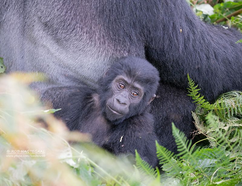 Berggorilla - Mountain gorilla - Gorilla beringei beringei