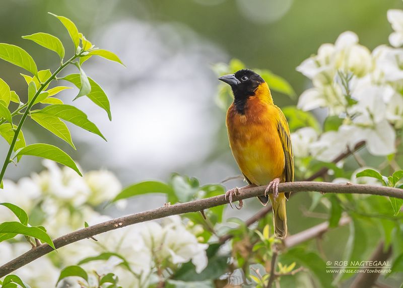 Zwartkopwever - Black-Headed Weaver - Ploceus melanocephalus