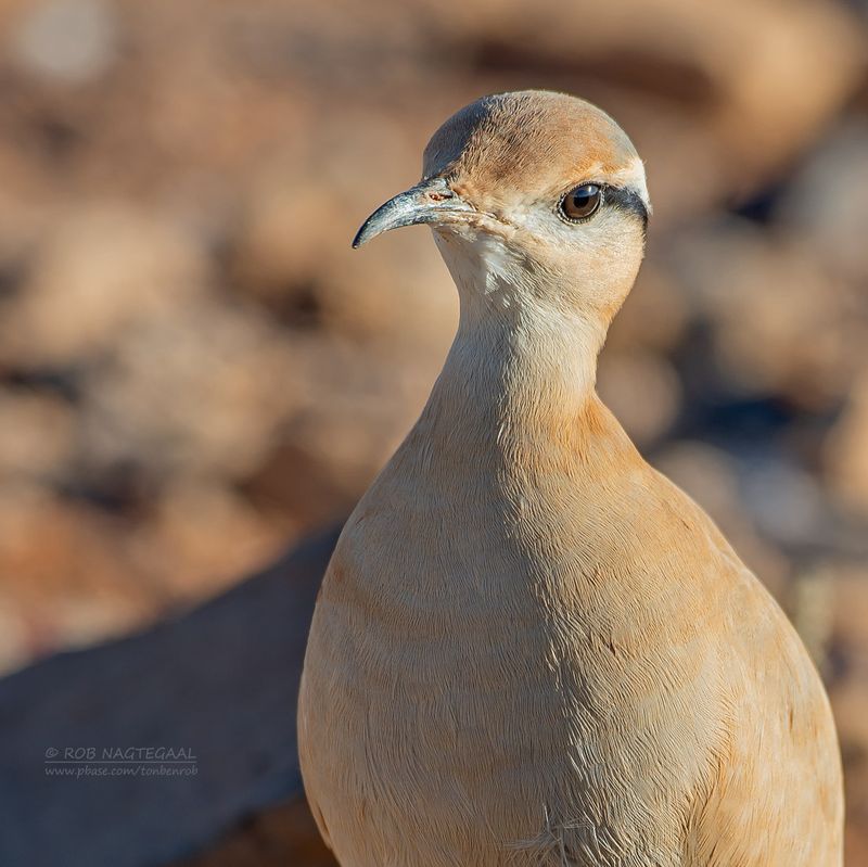 Renvogel - Cream-colored Courser - Cursorius cursor cursor
