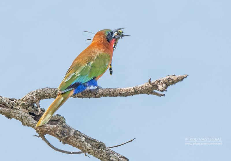 Roodkeelbijeneter - Red-throated Bee-eater - Merops bulocki